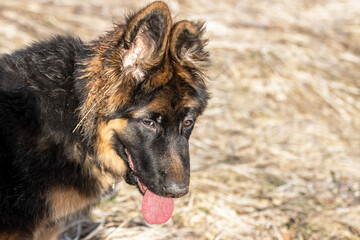 Joyful Pause – German Shepherd in the Sun