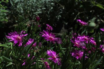 Obraz premium Hardy ice plant (Delosperma cooperi) Beautiful pink floral background 