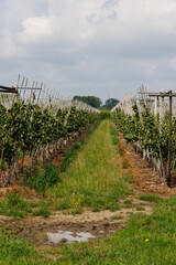 Modern pear orchard in Belgium with symmetrical rows of young trees supported by angled wooden...