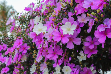 A cluster of Manacá-da-Serra flowers (Tibouchina mutabilis) in various shades of pink, purple, and...