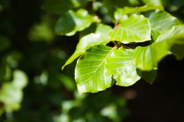Jasnozielone liście drzewa w słońcu