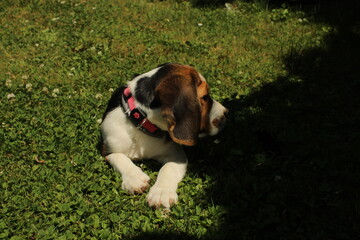 Cute happy Beagle puppy playing in the garden 
