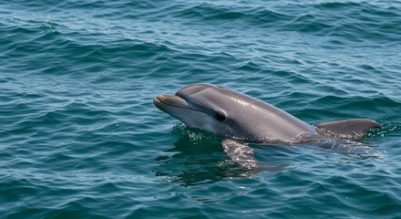 Fototapeta premium Majestic Dolphin Glides Through the Clear Turquoise Waters on a Sunny Day