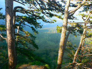 Blick durch Kiefern auf sonnigen Waldhang in den Bergen