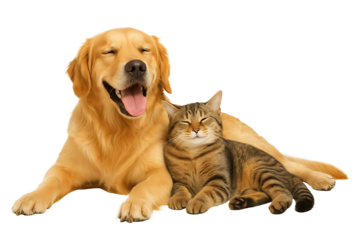 Dog and cat together isolated on transparent background