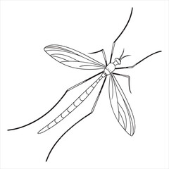 crane-fly-vector