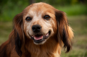 golden dog