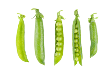 Set, collection of open green pea pod with individual peas scattered around in different position, isolated on white, transparent background. Food design element, healthy food, organic legume, crop