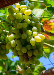 Sun-Kissed Grape Cluster Hanging from Vine in Cyprus