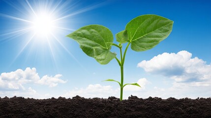 Green plant sprouting from rich dark soil under bright sunlight with clear blue sky and fluffy clouds, symbolizing growth, nature, and the environment