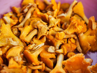 Close up of organic chanterelle mushrooms. Popular food product in Slavic and Baltic states countries. Natural organic food.
