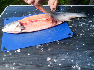Man cutting and fillets and bones off fresh tasty salmon with sharp big knife on a foldable camping table. Fishmonger at work. Fish preparation for cooking. Green grass field background.