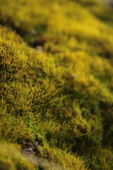 moss on the stone