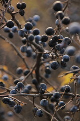 autumn leaves and berries