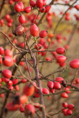 red berries on a branch