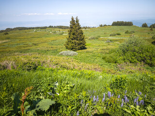 Panorama of Vitosha Mountain, Bulgaria