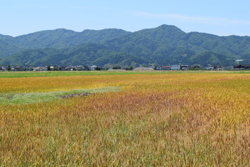 黄金色のムギ畑