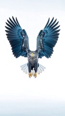 Eagle in flight, vibrant blue