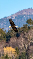 Eagle in flight over mountains