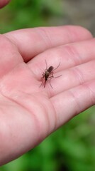 Global illness awareness: chikungunya symptom, lymphatic filariasis worry, japanese encephalitis case, mosquito bite, fear, outbreak zone, immune challenge, patient suffering,