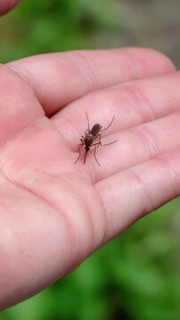 Global illness awareness: chikungunya symptom, lymphatic filariasis worry, japanese encephalitis case, mosquito bite, fear, outbreak zone, immune challenge, patient suffering,