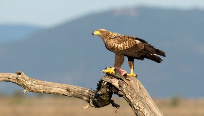 Eagle perched on branch with prey