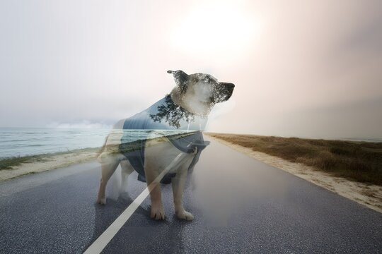 A fluffy white husky puppy with blue eyes runs joyfully on a sunny beach - Powered by Adobe