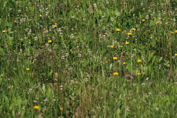 European Green Woodpecker foraging for food (ants) (Picus viridis) Picidae family. Czech republic
