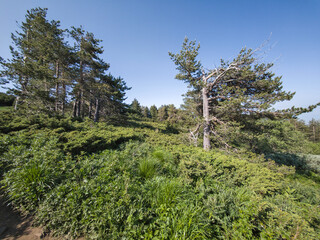 Panorama of Vitosha Mountain, Bulgaria