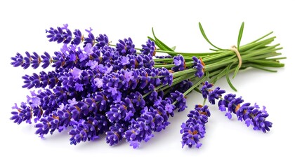 Fototapeta premium Fresh lavender bunch, vibrant purple flowers