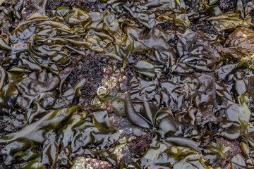 Mazzaella flaccida, Mazzaella is a red algae genus in the family Gigartinaceae. near Point Joe Vista Point. 17-Mile Drive, Monterey Peninsula in California. Intertidal Zone.