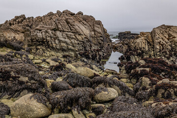 Granodiorite of Monterey(Cretaceous). near Point Joe Vista Point. 17-Mile Drive is a scenic road through Pebble Beach and Pacific Grove on the Monterey Peninsula in California. Intertidal Zone.