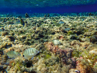 Ocean blue underwater with sunrays, Underwater Sea Deep Water Abstract Sunshine, sea wave , clean waters in summer time, Natural underwater seascape, sand on ocean floor and water surface with sunligh