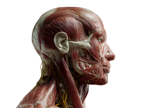  Human muscular system side view transparent background
