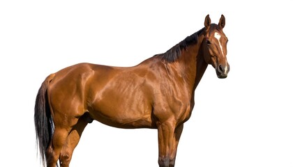 Obraz premium Horse portrait, full body shot