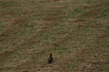 European Green Woodpecker foraging for food (ants) (Picus viridis) Picidae family. Czech republic