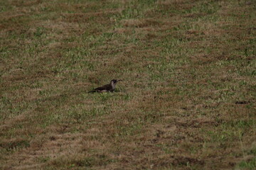 European Green Woodpecker foraging for food (ants) (Picus viridis) Picidae family. Czech republic
