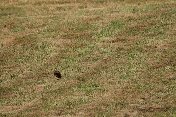 European Green Woodpecker foraging for food (ants) (Picus viridis) Picidae family. Czech republic