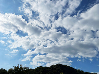 Sunlight Shining Through Trees Under Bright Sky