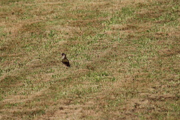European Green Woodpecker foraging for food (ants) (Picus viridis) Picidae family. Czech republic