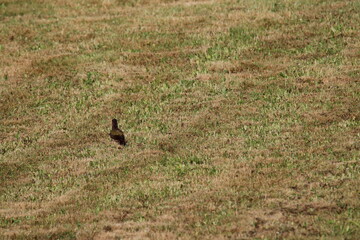 European Green Woodpecker foraging for food (ants) (Picus viridis) Picidae family. Czech republic