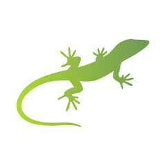 green lizard on white background