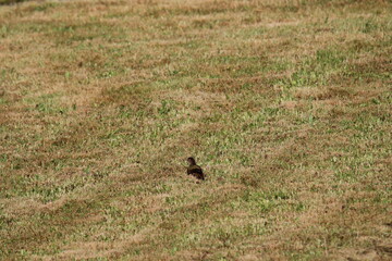 European Green Woodpecker foraging for food (ants) (Picus viridis) Picidae family. Czech republic
