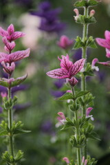 pink flowers in the garden