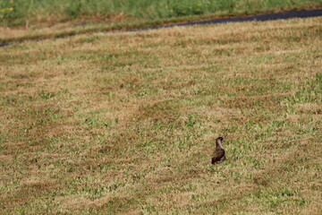 European Green Woodpecker foraging for food (ants) (Picus viridis) Picidae family. Czech republic