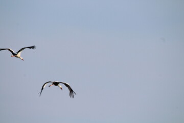White Storks (Ciconia ciconia) in flight on a blue sky background 