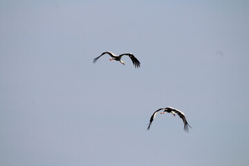 White Storks (Ciconia ciconia) in flight on a blue sky background 