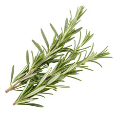 Rosemary spices isolated on transparent background  
