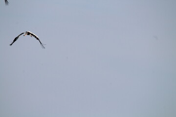 White Storks (Ciconia ciconia) in flight on a blue sky background 