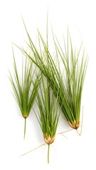 Fototapeta premium Fresh green grass sprigs